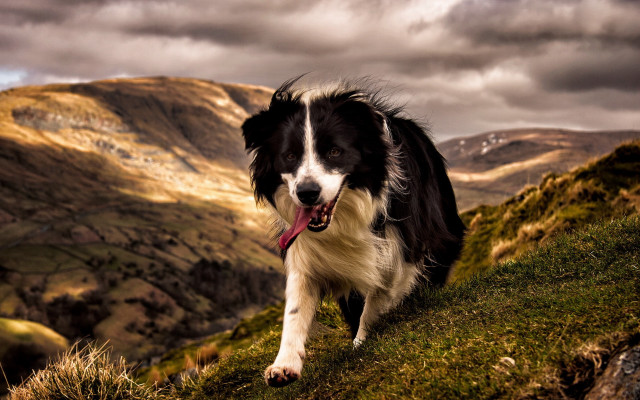 Dog walking hill cloudy sky free wallpaper for desktop - medium preview image