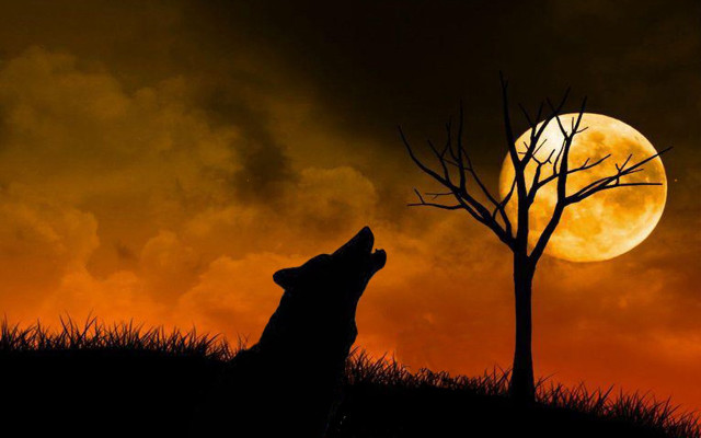 Wolf full moon tree grass #2 free wallpaper for desktop - medium preview image