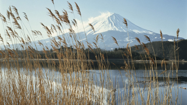 Mountain lake reeds background foreground free wallpaper for desktop - medium preview image