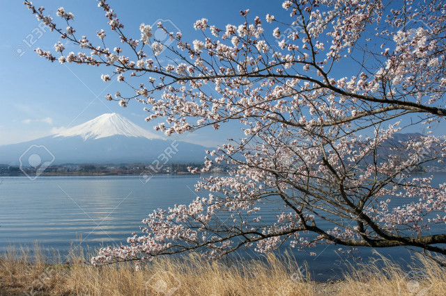 Tree white flowers water mountain free wallpaper for desktop - medium preview image