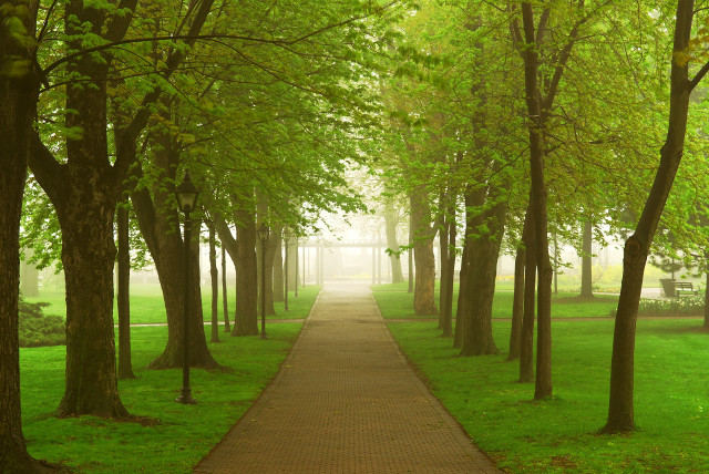 Park path misty trees bench free wallpaper for desktop - medium preview image