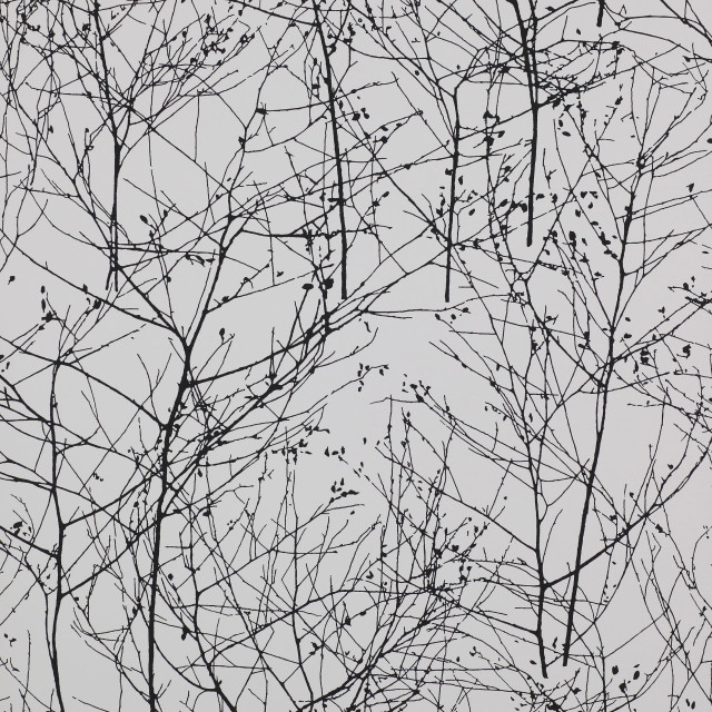 Black white branches no leaves free wallpaper for tablet - medium preview image