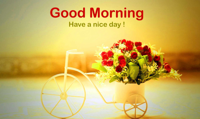 Vase flowers bike good morning free wallpaper for desktop - medium preview image