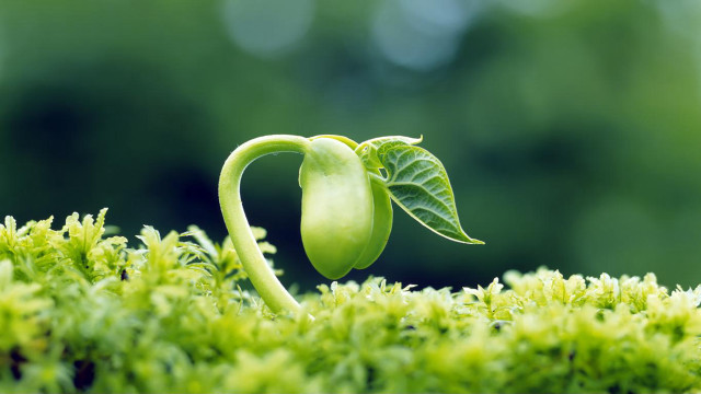 Plant sprouting heart shaped leaf free wallpaper for desktop - medium preview image