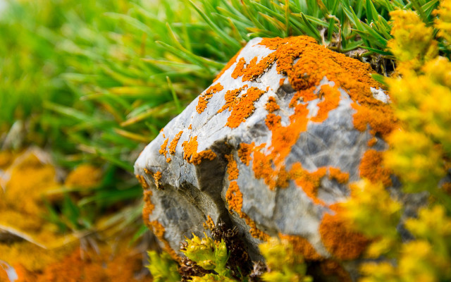 Rock lichen moss tree branch free wallpaper for desktop - medium preview image