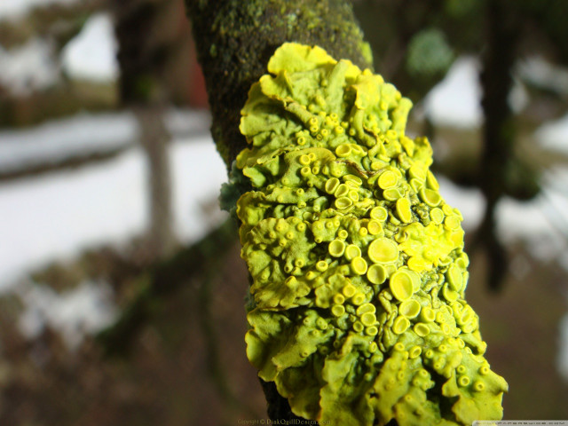 Tree branch moss snow closeup free wallpaper for desktop - medium preview image
