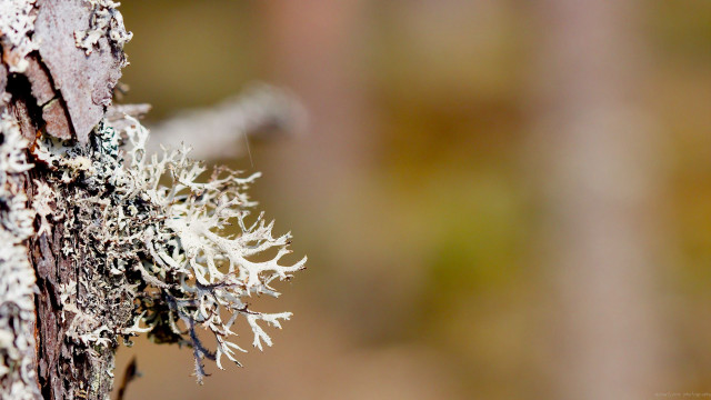 Tree lichen bark moss closeup free wallpaper for desktop - medium preview image