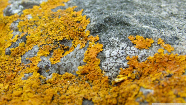 Rock yellow gray moss closeup free wallpaper for desktop - medium preview image