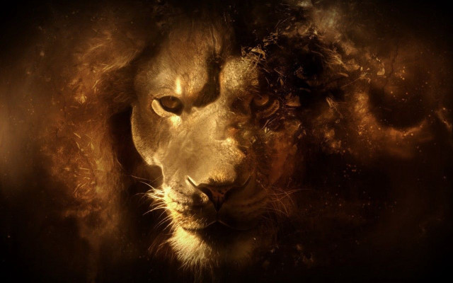 Intense lion face eyes expression free wallpaper for desktop - medium preview image