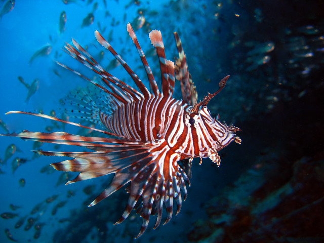 Lionfish swims water school fish free wallpaper for desktop - medium preview image