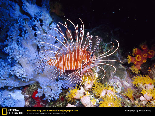 Lionfish coral reef seaweed underwater free wallpaper for desktop - medium preview image