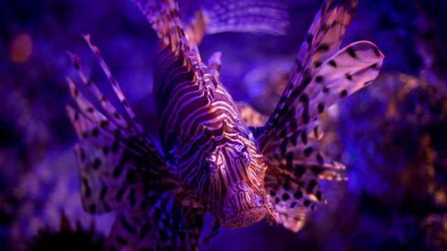 Purple lionfish aquarium glowing hologram free wallpaper for desktop - medium preview image