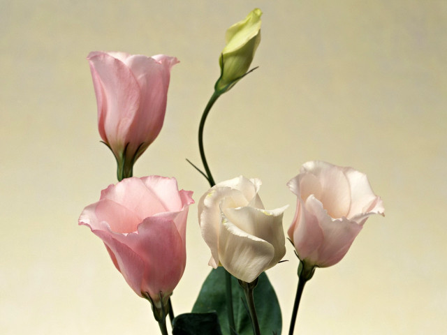 Vase three flowers tabletop beige free wallpaper for desktop - medium preview image