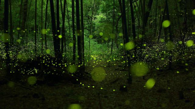 Forest green fireflies flying leaves free wallpaper for desktop - medium preview image