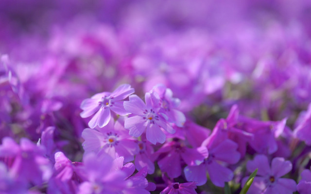 Purple flowers blurry background foreground free wallpaper for desktop - medium preview image