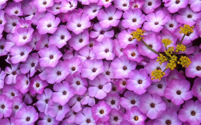 Purple flowers yellow centers bunch free wallpaper for desktop - medium preview image