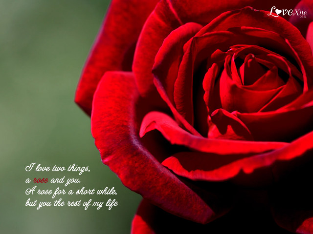 Red rose i love you free wallpaper for desktop - medium preview image