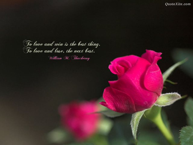 Pink rose quote on it #2 free wallpaper for desktop - medium preview image
