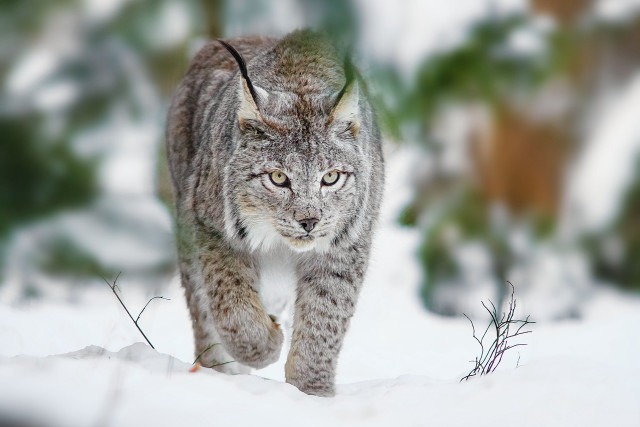 Lynx walking snow forest blurry free wallpaper for desktop - medium preview image