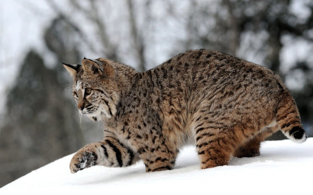 Cat snowy forest Carlos sharp free wallpaper for desktop - medium preview image