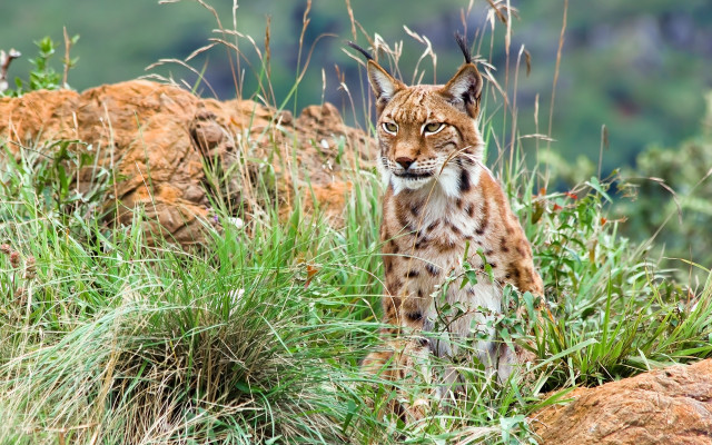 Lynx field grass rocks mountain free wallpaper for desktop - medium preview image