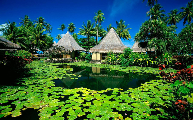 Pond lily pads huts palm free wallpaper for desktop - medium preview image