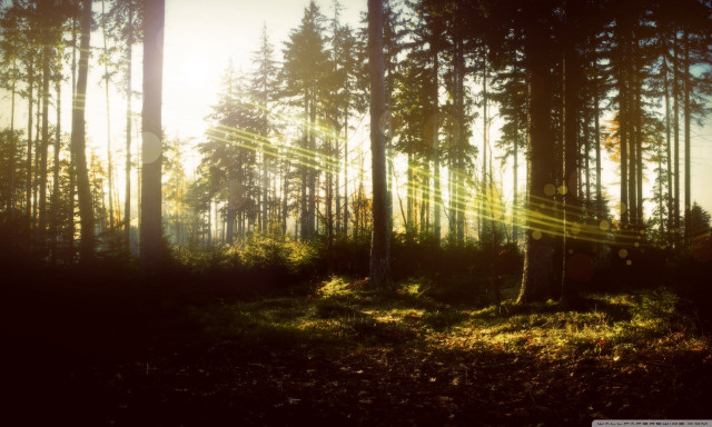 Sunbeam forest trees grass background free wallpaper for desktop - medium preview image