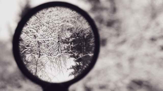 Mirror trees closeup blurry background free wallpaper for desktop - medium preview image