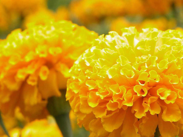Yellow flower close up blurry free wallpaper for desktop - medium preview image