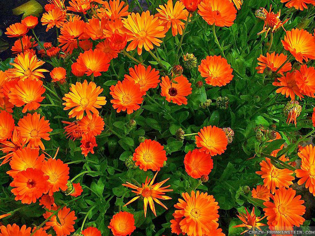 Orange flowers garden green leaves free wallpaper for desktop - medium preview image