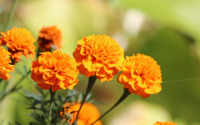 Orange flowers green leaves blurry #3 free wallpaper for desktop - medium preview image