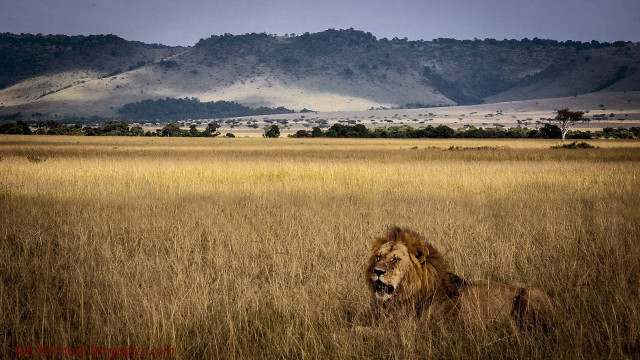 Lion laying tall grass mountains free wallpaper for desktop - medium preview image