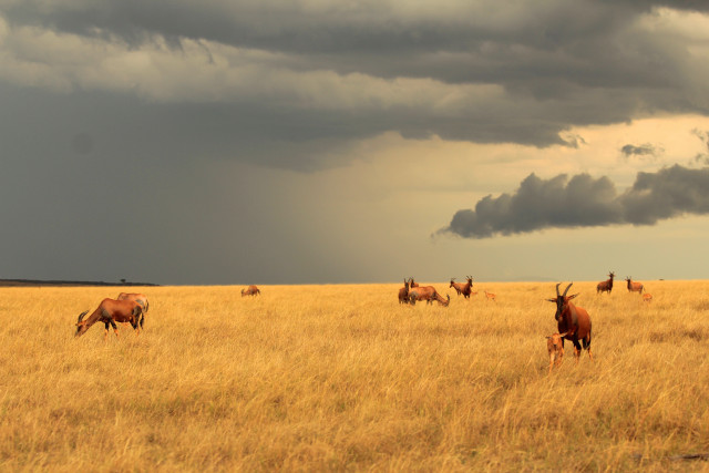 Herd grazing dryfield cloudysky mountains free wallpaper for desktop - medium preview image