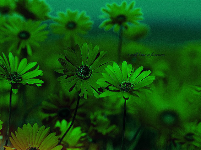 Green flower field blurry sunflower free wallpaper for desktop - medium preview image