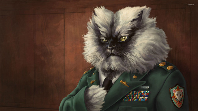Cat military uniform yellow eyes free wallpaper for desktop - medium preview image