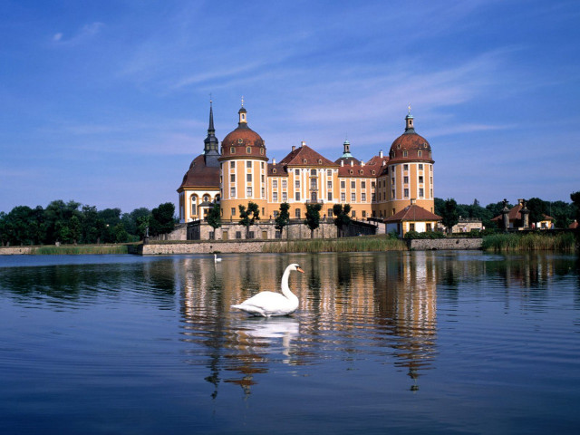 Swan swimming lake large building free wallpaper for desktop - medium preview image