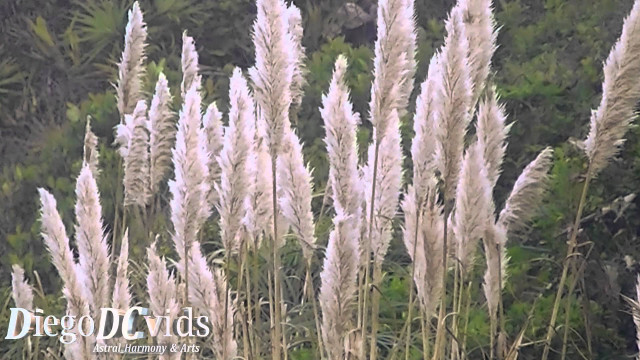 Tall white grass trees bird free wallpaper for desktop - medium preview image