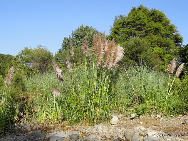 Tall grass trees background rocks free wallpaper for desktop - medium preview image