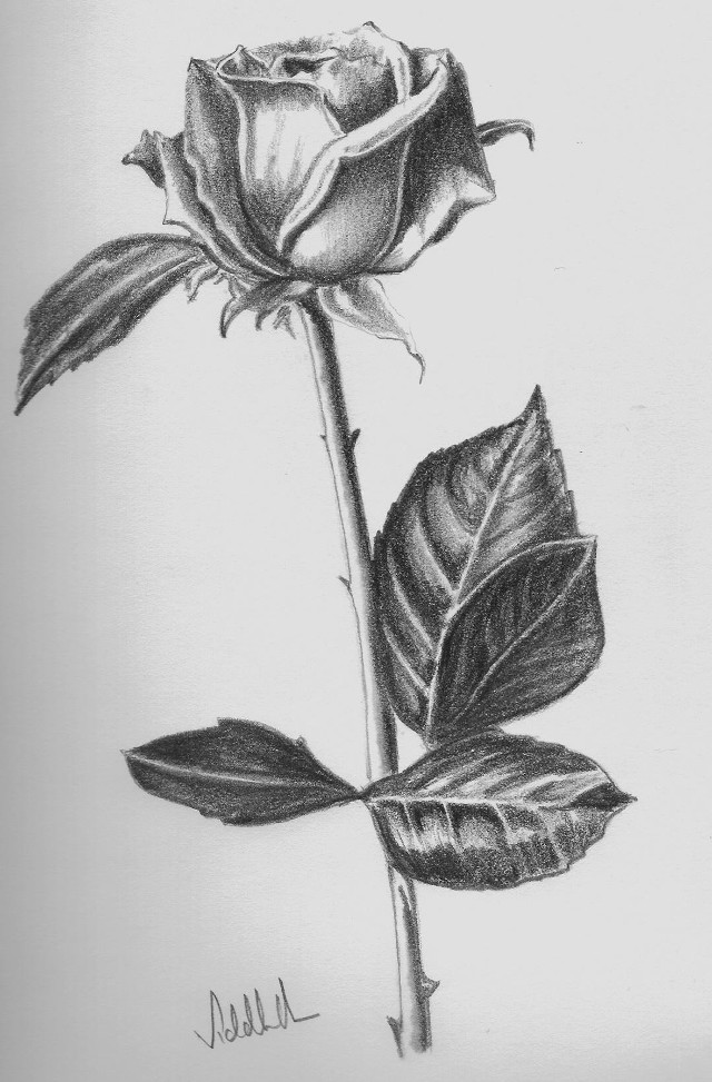 Rose drawing leaves stem bud free wallpaper for mobile - medium preview image