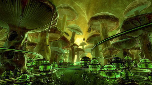 Mushrooms forest green lights yellow free wallpaper for desktop - medium preview image