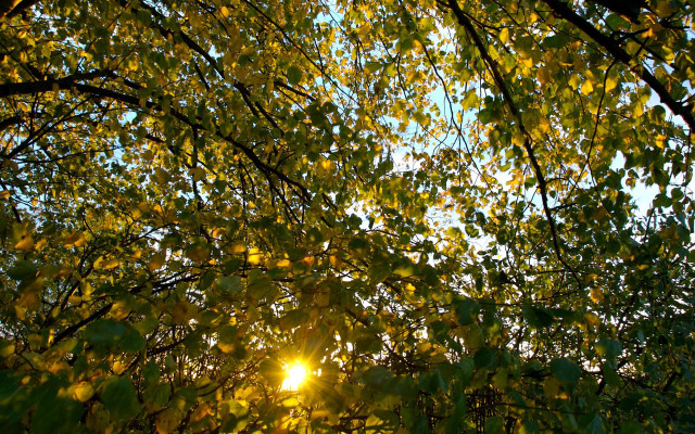 Sunlight through leaves tree forest free wallpaper for desktop - medium preview image