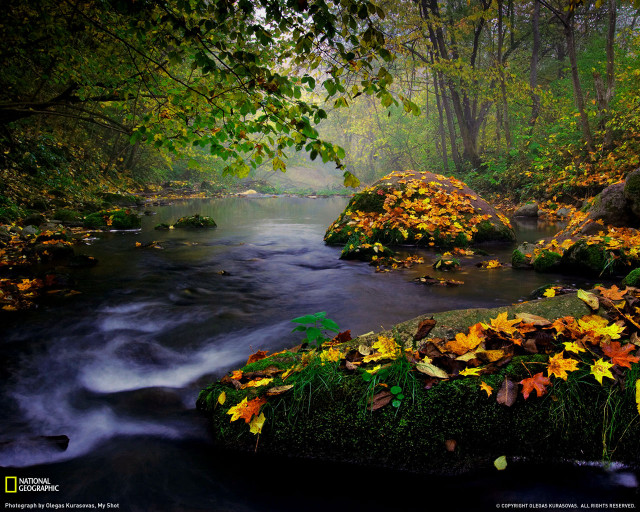 Autumn forest stream mist starry free wallpaper for desktop - medium preview image