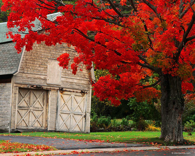 Tree red leaves barn red free wallpaper for desktop - medium preview image