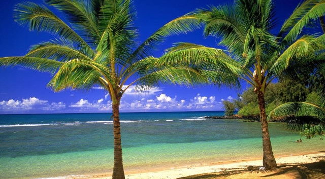 Beach palm trees blue sky #21 free wallpaper for desktop - medium preview image