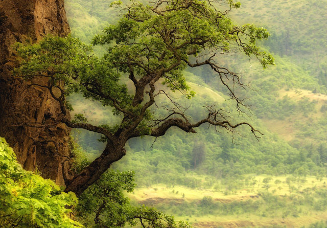 Tree mountain valley view nature free wallpaper for desktop - medium preview image