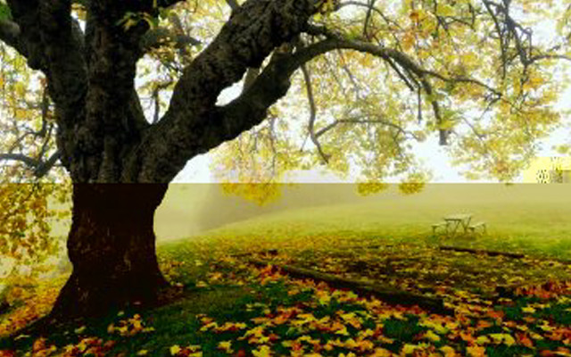 Bench under tree park leaves free wallpaper for desktop - medium preview image