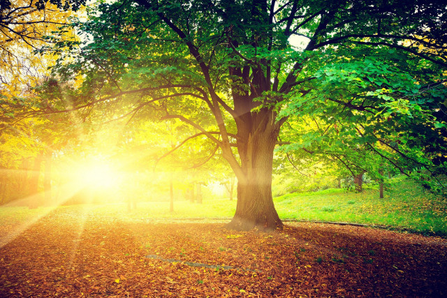 Tree sunshine park leaves path free wallpaper for desktop - medium preview image