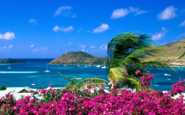 Tropical island palm tree flowers free wallpaper for desktop - medium preview image