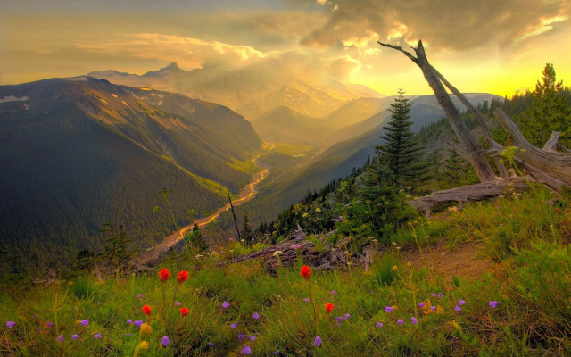 Beautiful valley mountains flowers foreground free wallpaper for desktop - medium preview image