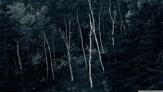 Black white forest tall trees free wallpaper for desktop - medium preview image